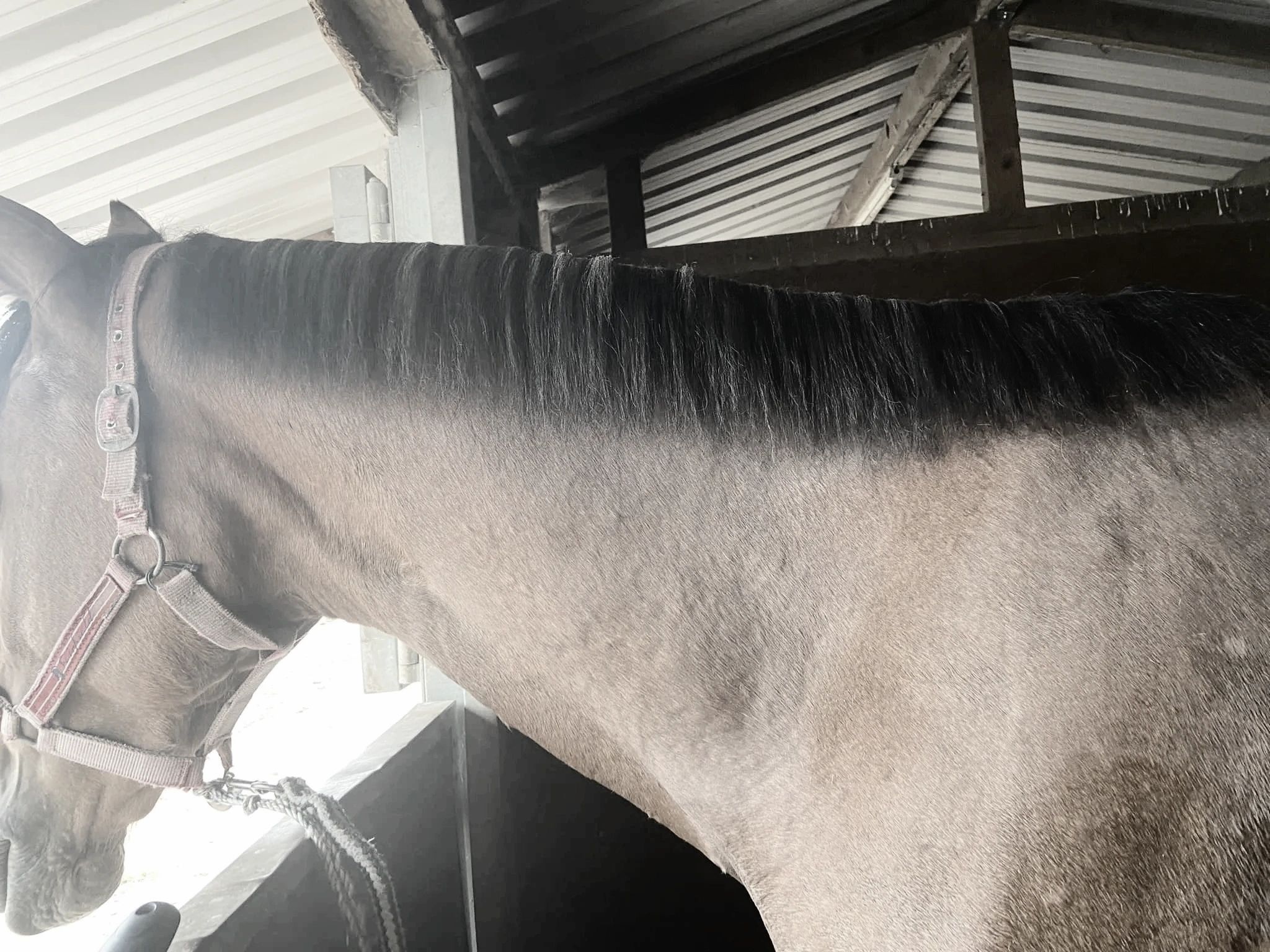 mane clip on an adult horse