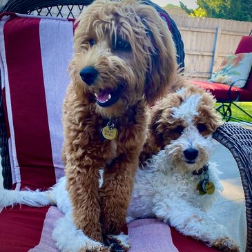 Apricot and parti f1b mini goldendoodles 