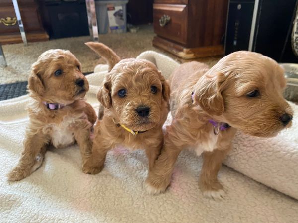 blonde multigen mini goldendoodle puppies