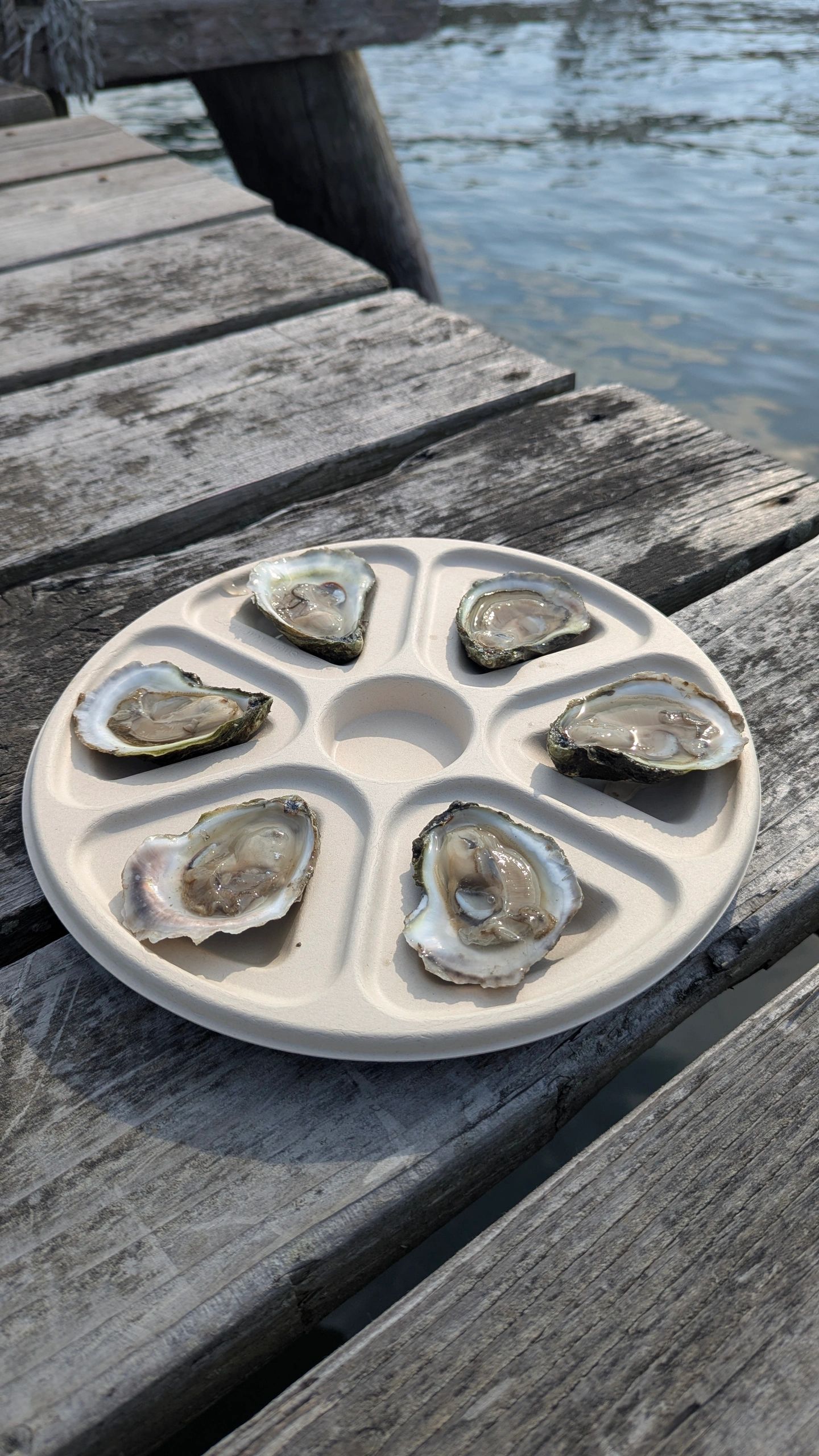 Provena Half Shell Half Shell Ware | Eco-Friendly Disposable Oyster Plates