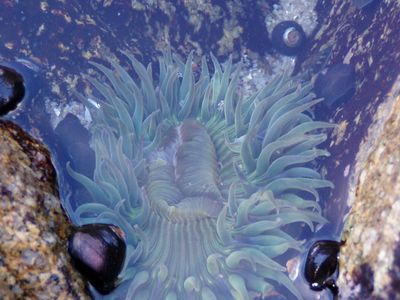 Sea anemone, taken off Monterey, California coast by Joanna Stadler