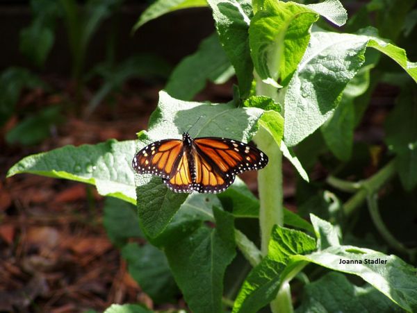 Monarch butterfly perched on a green leaf.