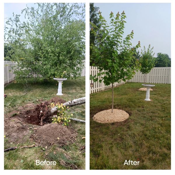 Removed two trees and installed two new ones before and after 