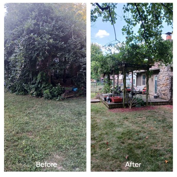 Overgrown ivy over porch clean up before and after 