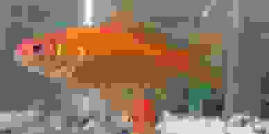 Fish Species | BLYZO FISH FARM