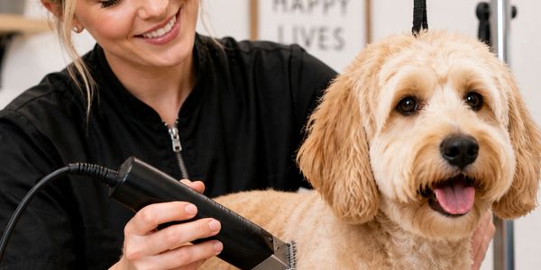 A happy dog getting a professional grooming with clippers.