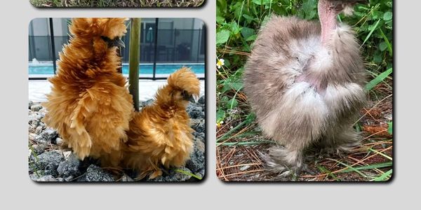 Silkies Chicks & Hatching Eggs! Fluffy chicks and high-quality hatching eggs will bring joy!