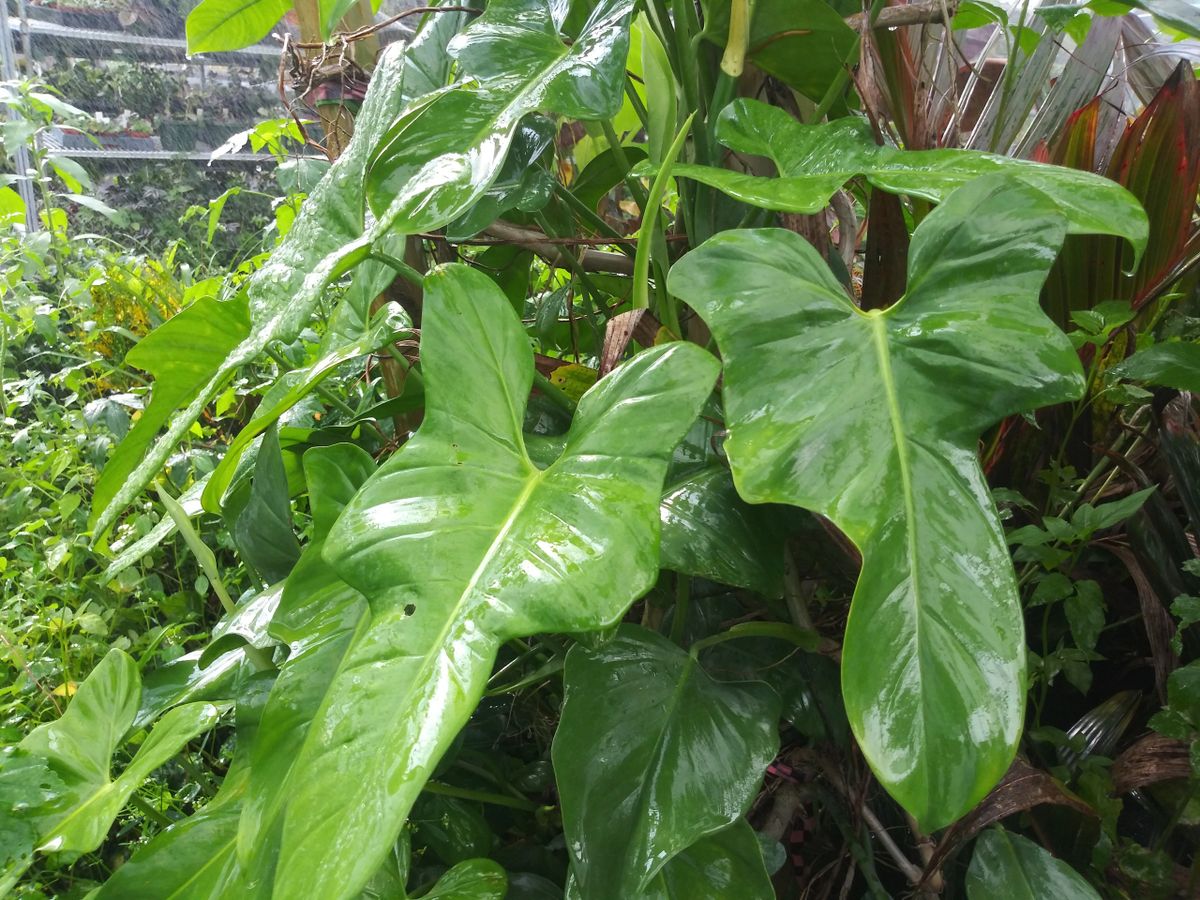 LW PHILODENDRON BIPENNIFOLIUM HORSEHEAD 2" POT