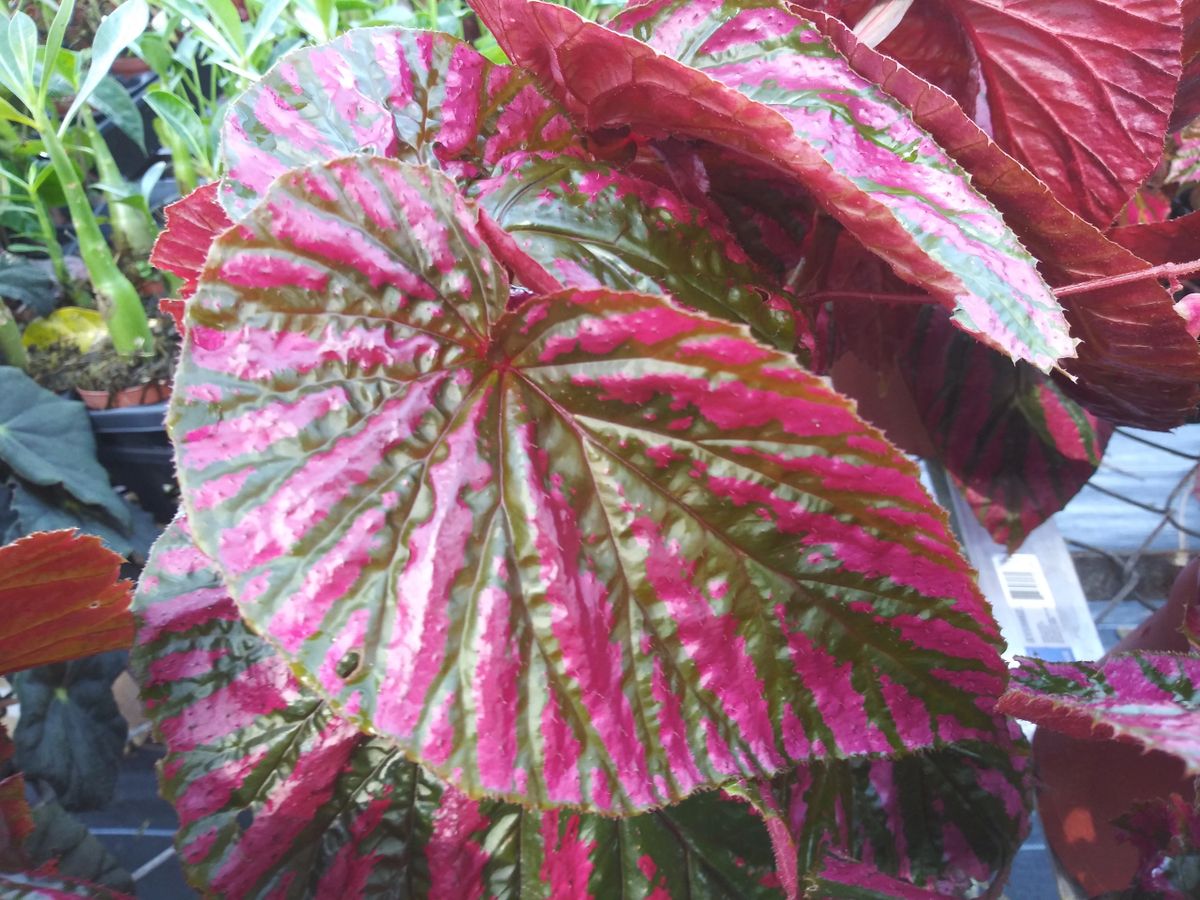 BEGONIA - BREVIRIMOSA EXOTICA RED - 1 LIVE PLANT - 4