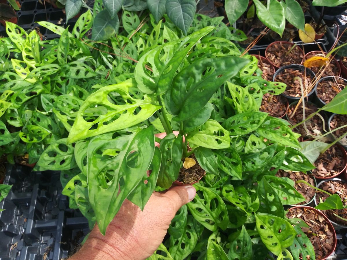 LW SWISS CHEESE ADANSONII WIDE LEAF 2" pots