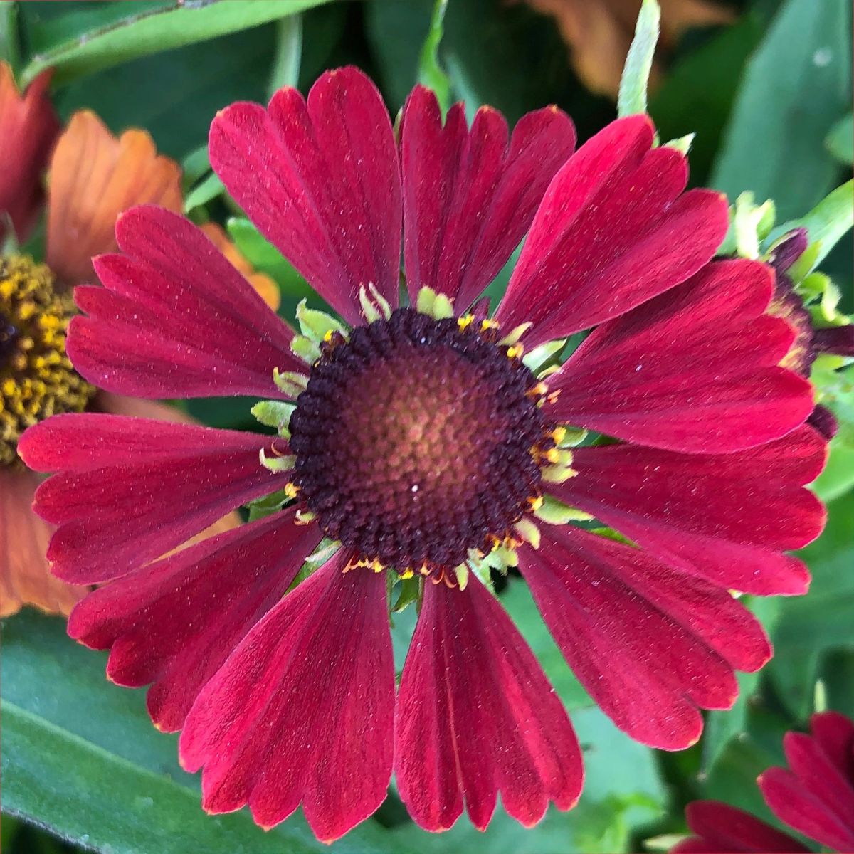 HELENIUM - SNEEZE WEED - HAYDAY RED - 1 LIVE PLANT - 6