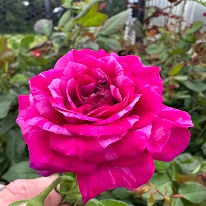 Rose Live Plant Burlesque Climbing Rose 4