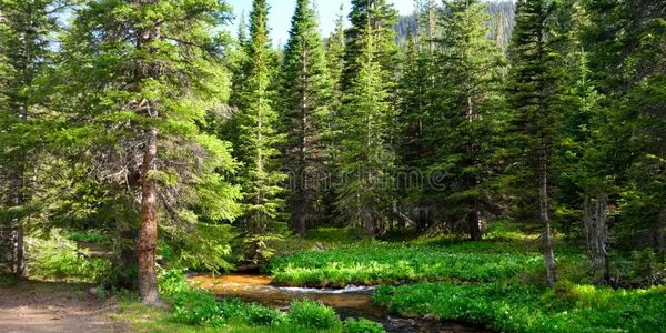 A serene forest with a flowing stream and lush greenery.