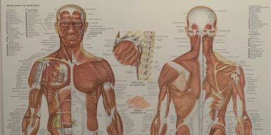 Muscular Skeletal Corrective Therapy