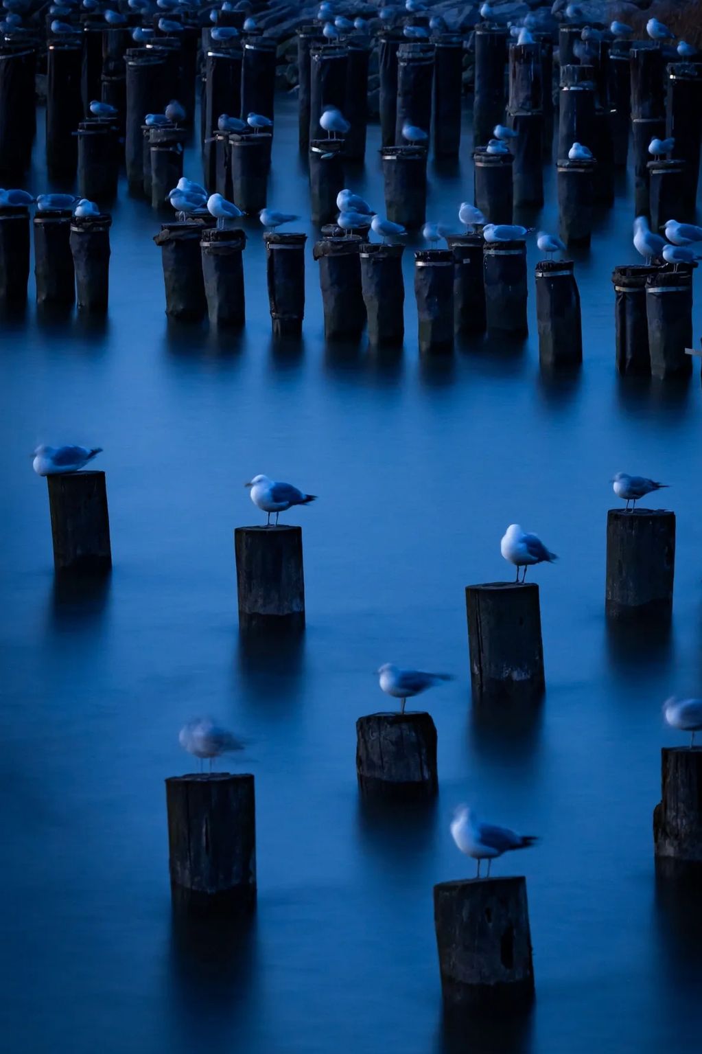 Seagulls roosting on pilings with a blue tint as the water is blurred by using a long exposure techn