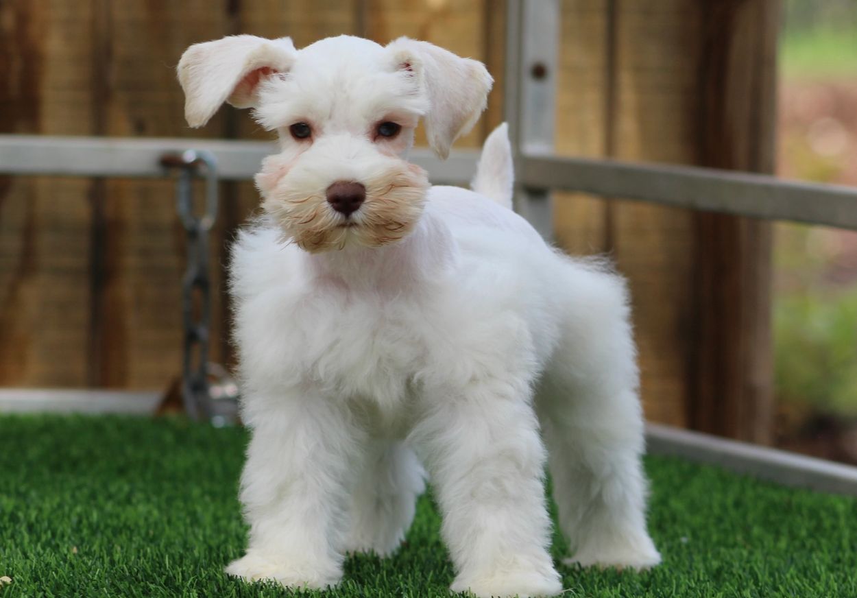 Liver White Mini Schnauzer Male Puppy
