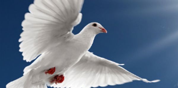 A white dove flying against a clear blue sky.