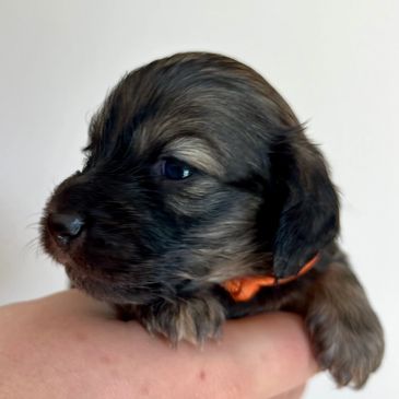 Dachshund (Sausage Dog) puppies for sale Sunshine Coast