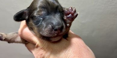 Potty trained puppies available at Madis Paws Dog Breeder Sunshine Coast