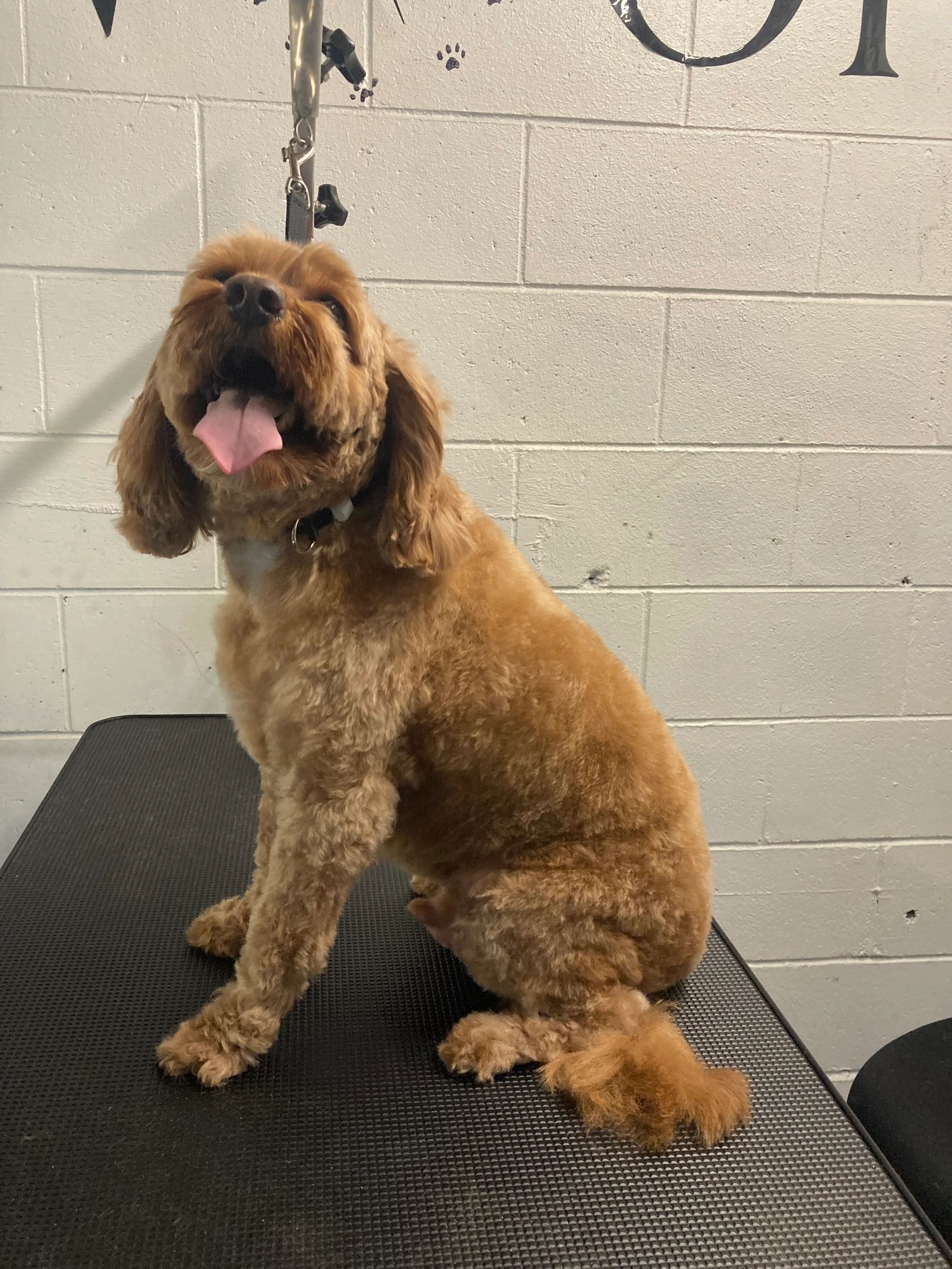 Fletcher the Cavoodle dog groom at Madi's Paws