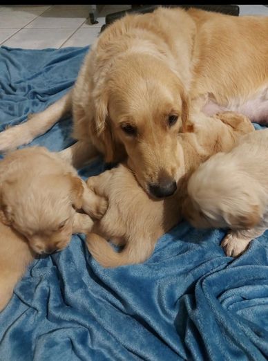 Potty trained puppies available at Madis Paws Dog Breeder Sunshine Coast