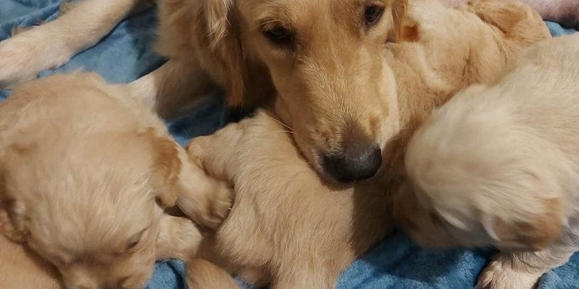 Registered Dog Breeder
Purebred Golden Retriever &
Mini-Dachshund puppies
Buderim,  Sunshine Coast