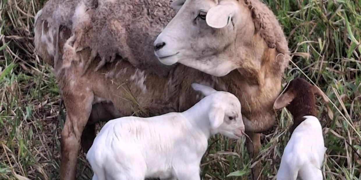A sheep with two lambs in a grassy area.