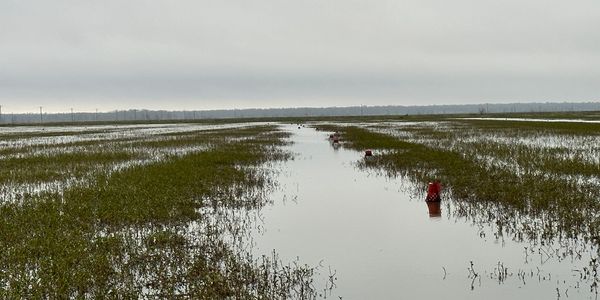 Crawfish Trap Line