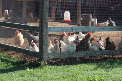 This is the large aviary where the chickens can roam freely all day.
