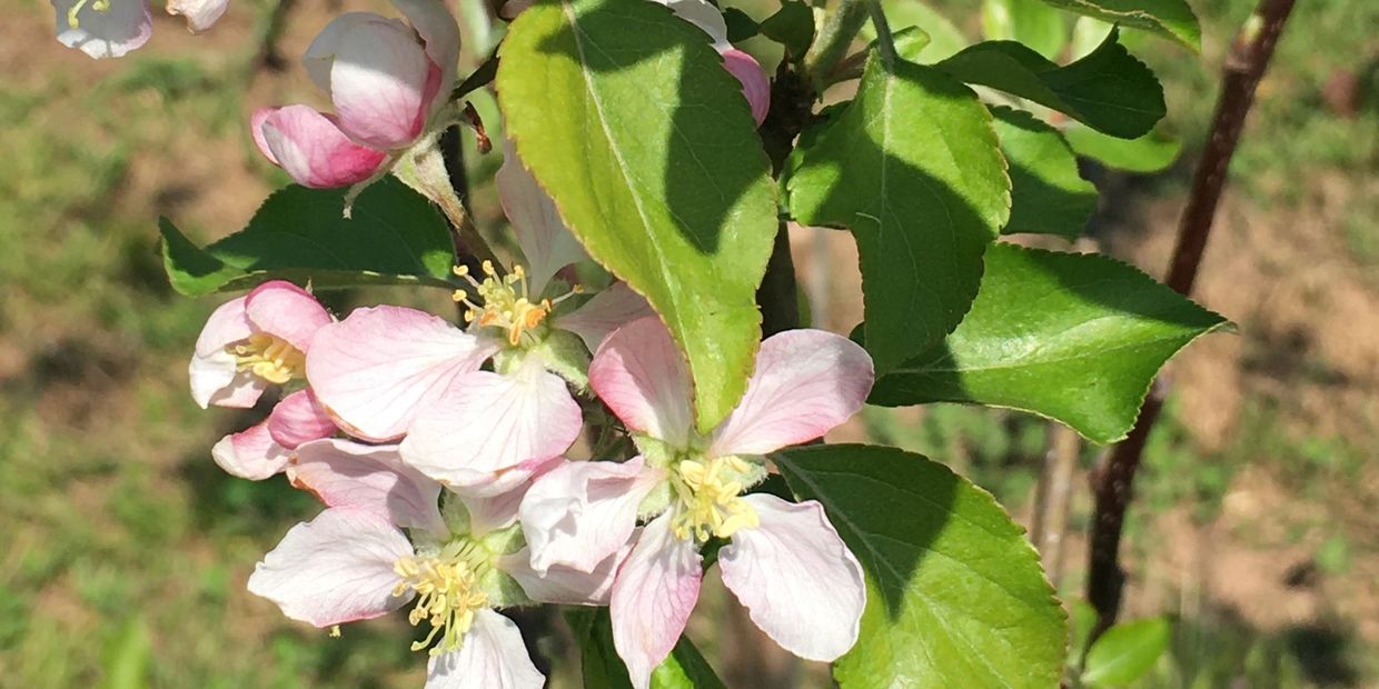 Apple blossums