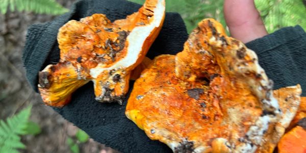 Hand holding vibrant orange mushrooms with dirt in a forest setting.