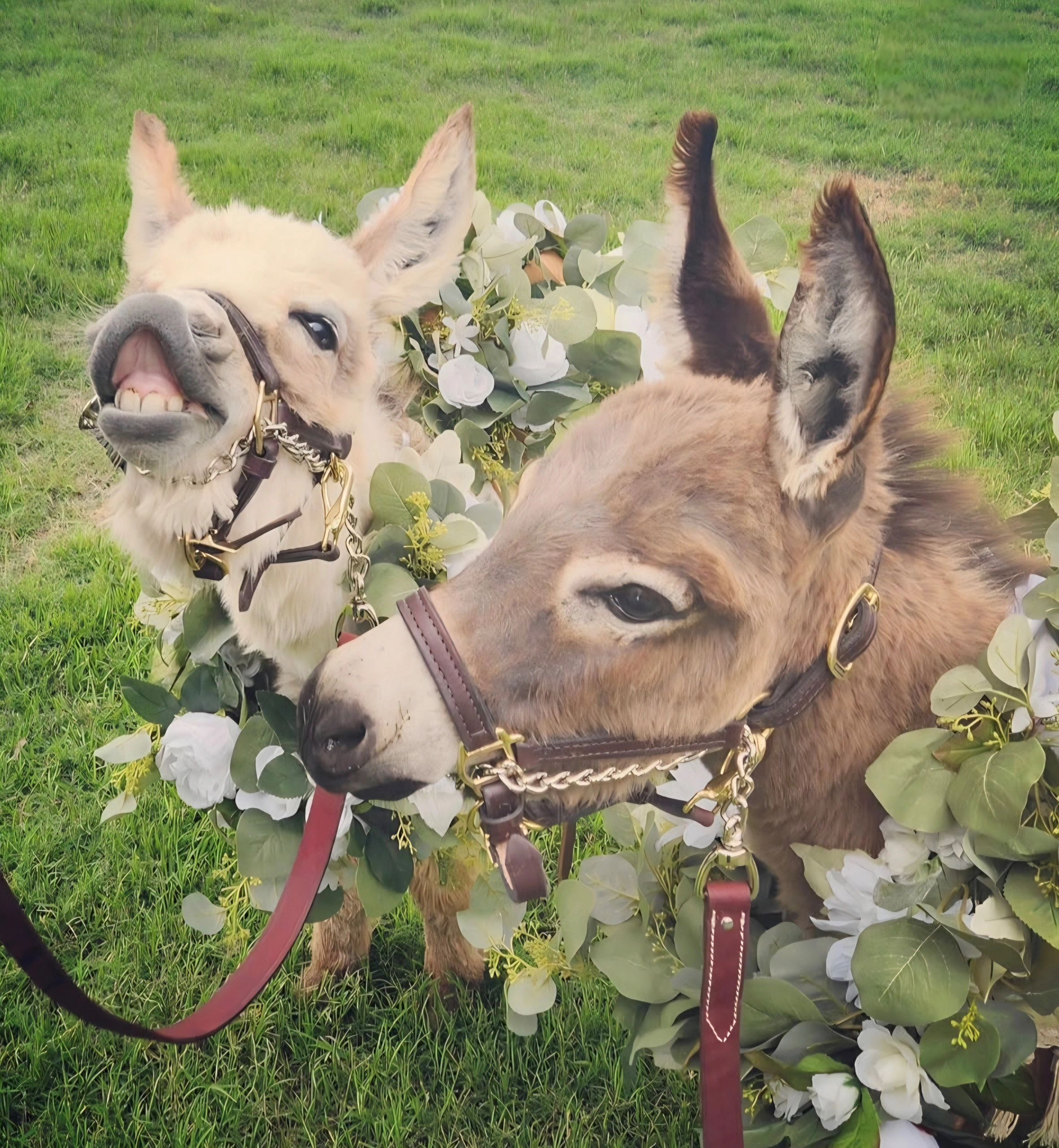 Two donkeys adorned with floral garlands in a grassy field.