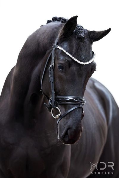 Elegant black horse with braided mane and jeweled bridle.
