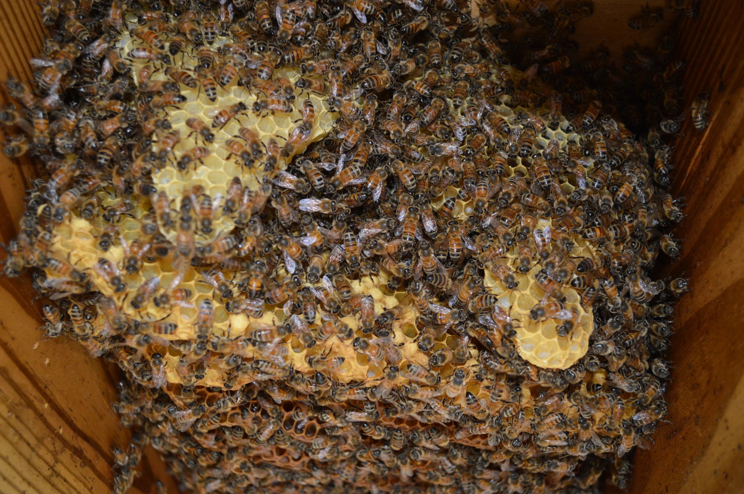 Babers Bee Company