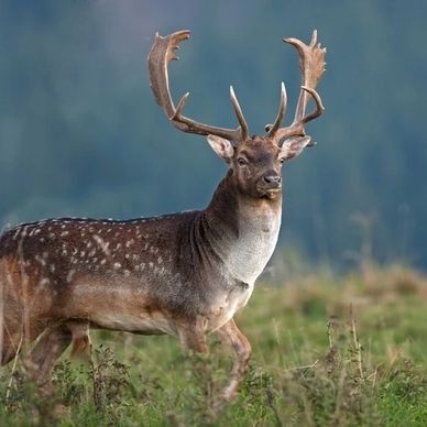 Fallow deer and other species are able to utilize all C&E BioSolutions wildlife products.