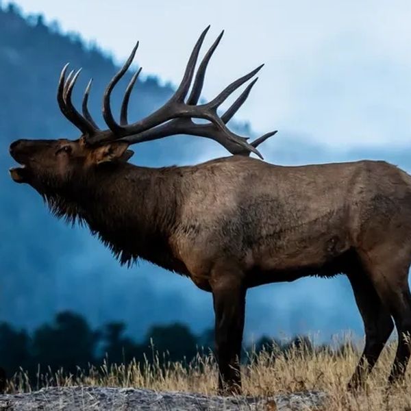 Elk and other species are able to utilize all C&E BioSolutions wildlife products.