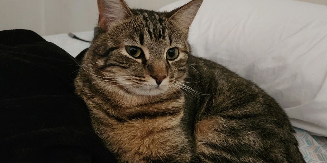 A relaxed tabby cat lying on a bed with paws crossed.