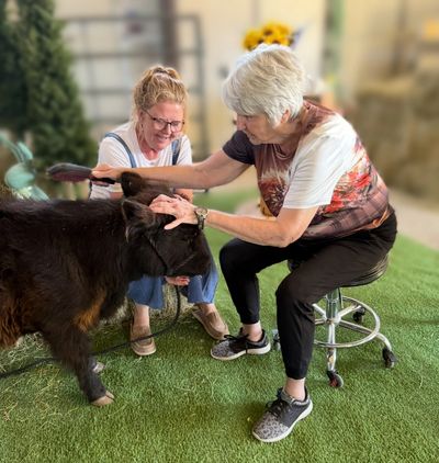 Two women petting a small black cow indoors on artificial grass.