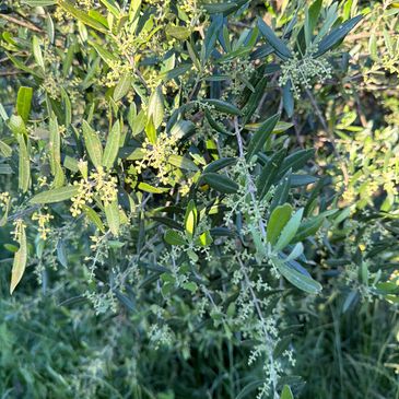 Olive tree branches with small flowers in sunlight.