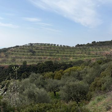 Terraced hillside with olive trees under a partly cloudy sky.