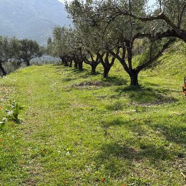 Theonios Olive Grove