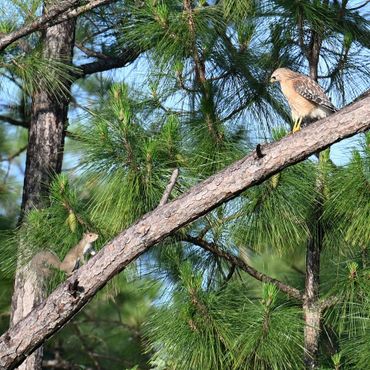 A hawk perched on a tree branch observing a squirrel below in a pine forest.