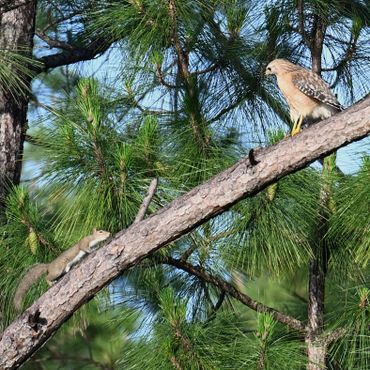 A hawk perched on a tree branch facing a squirrel climbing towards it.