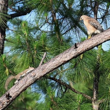 A squirrel and a hawk face each other on a pine tree branch.