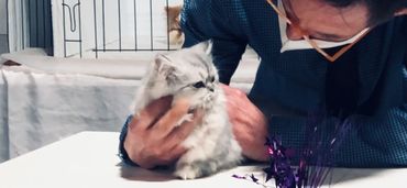 T.I.C.A. Tampa, FL cat show