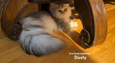 Dusty Lightning