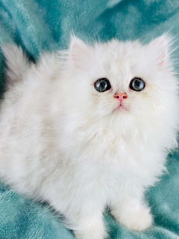 Persian Cats For Sale. Persian Kittens For Sale In Wisconsin