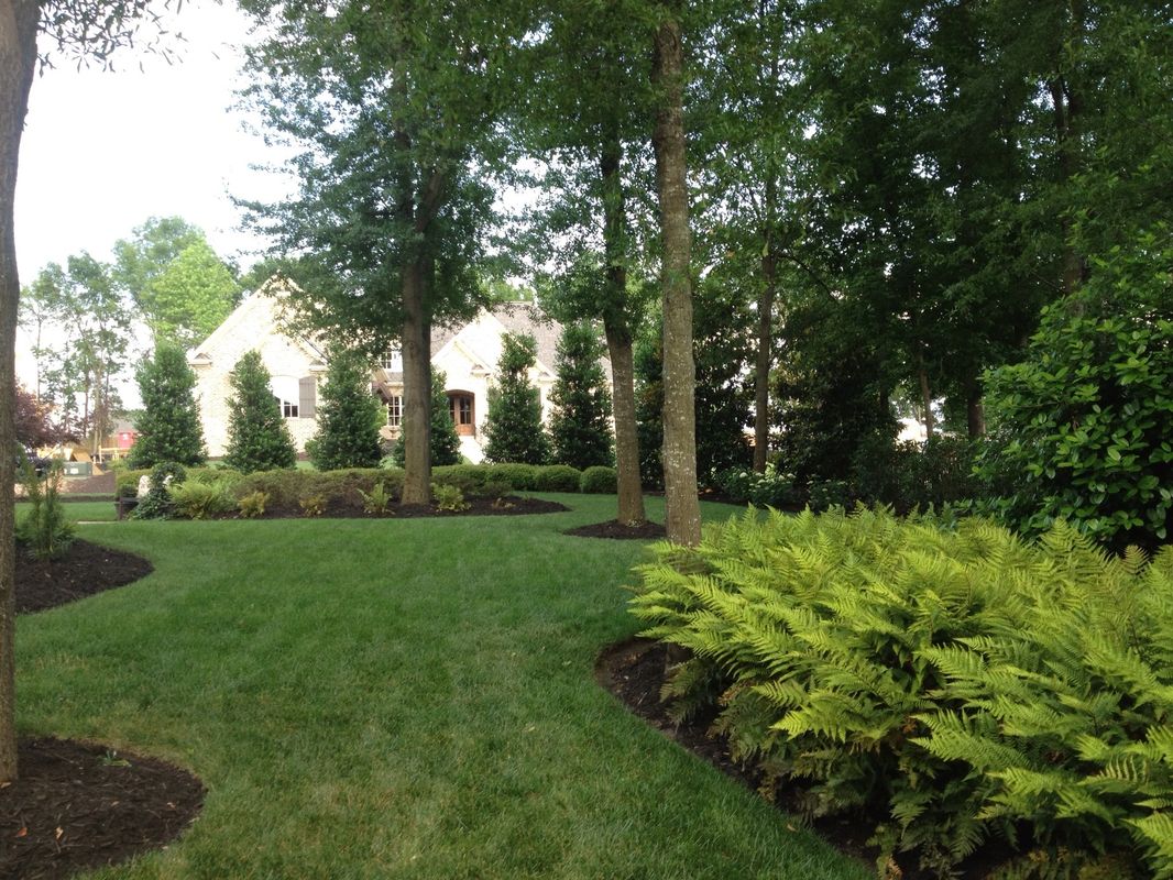 Curly willow adds shade, visual interest to the garden – Redlands Daily  Facts