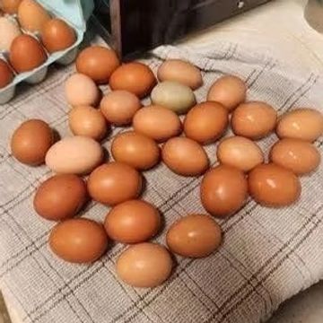 A variety of eggs on a checkered cloth.