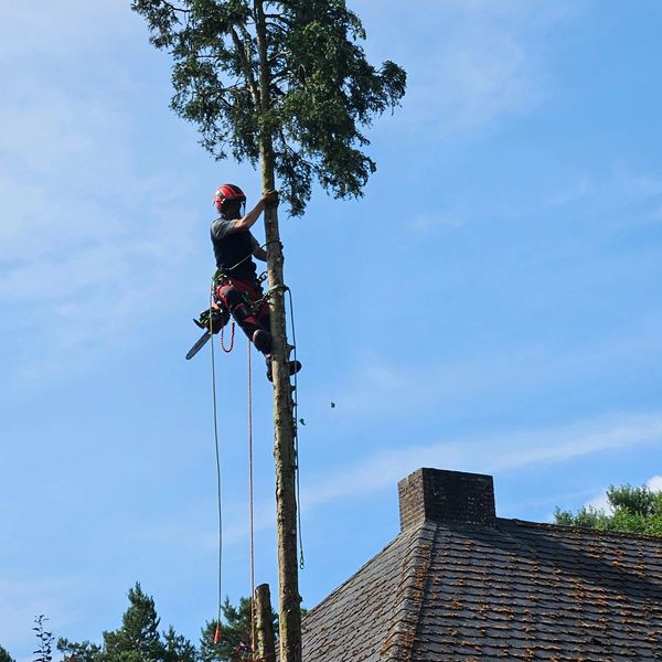 Verwijderen van grote bomen.
boom in de weg 
verwijderen van overhangende takken 
Tree-care